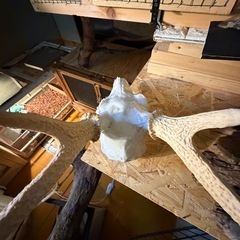 鹿の骨 の画像