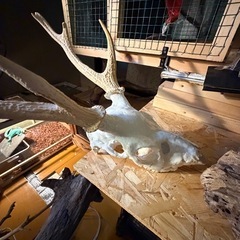 鹿の骨 の画像