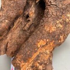 断捨離中！「楠木」の画像