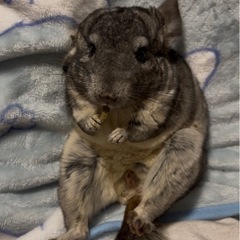 チンチラ（グレー）