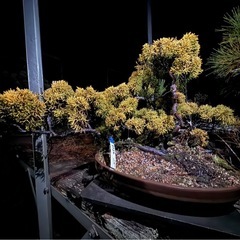  真柏（シンパク）盆栽／立派な樹形・黄金葉／即引取可 の画像