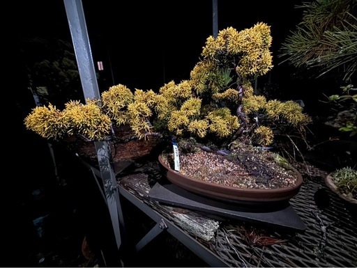 黄金 真柏（シンパク）盆栽／立派な樹形・黄金葉／即引取可