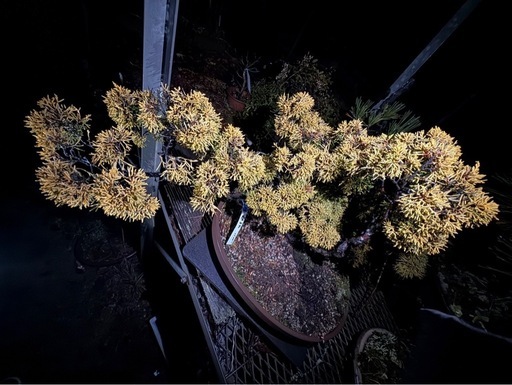 黄金 真柏（シンパク）盆栽／立派な樹形・黄金葉／即引取可