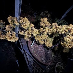  真柏（シンパク）盆栽／立派な樹形・黄金葉／即引取可 の画像