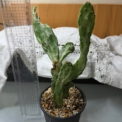 可愛い鉢付きサボテンの画像