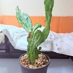可愛い鉢付きサボテンの画像
