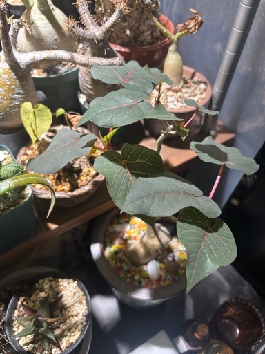 フィカス　ペティオラリス　ゴムの木　ゴムノキ　観葉植物　塊根植物　多肉植物　ビザールプランツ　レアプランツ　ガーデニング　植物　グリーン　趣味　盆栽　葉　花　庭　草　インテリア　おしゃれ　飾り　園芸　