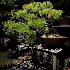  松柏盆栽（黒松／立派な古樹・太幹）大型サイズ・即引取可の画像
