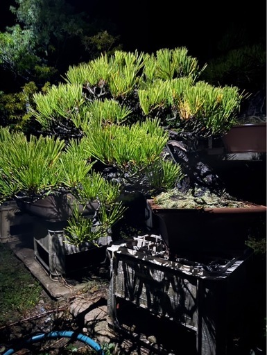 松柏盆栽（黒松／立派な古樹・太幹）大型サイズ・即引取可