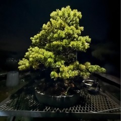   松柏盆栽（五葉松）太幹・本格樹形／即引取り可の画像