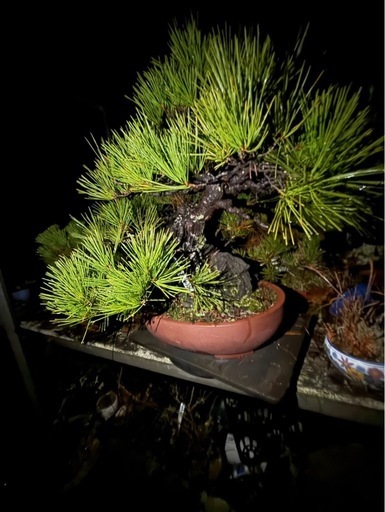 黒松盆栽