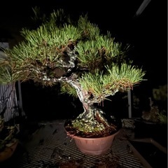 黒松盆栽の画像