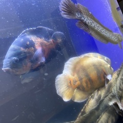 オスカー25〜30cm✖️3の画像