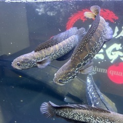 コウタイ 20〜25cm前後の画像