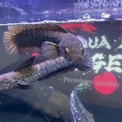 コウタイ 20〜25cm前後の画像