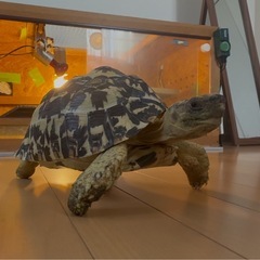 ヒョウモンリクガメ