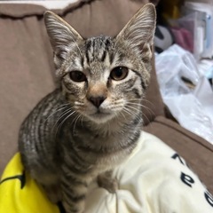 キジトラの男の子あつし君