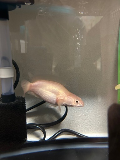 熱帯魚　アルビノプラーチョン　ウルトラショート