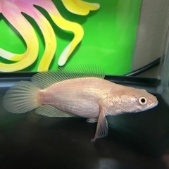 熱帯魚　アルビノプラーチョン　ウルトラショートの画像