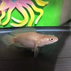 熱帯魚　アルビノプラーチョン　ウルトラショートの画像