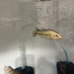 キクラインターメディアの画像