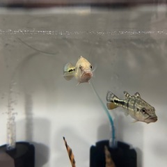 キクラインターメディアの画像