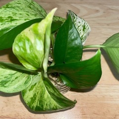 ★観葉植物★ポトス★マーブルクイーン★の画像