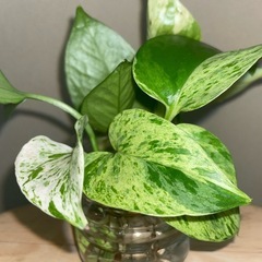★観葉植物★ポトス★マーブルクイーン★の画像