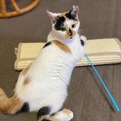 ちょっとビビりな三毛ちゃん