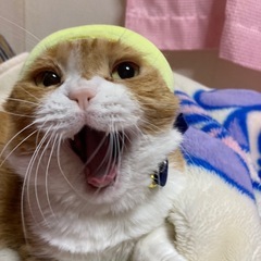 猫好きさん募集中🐈