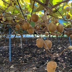 【限定20袋】特売　小玉サイズ　キウイの画像