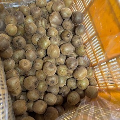 【限定20袋】特売　小玉サイズ　キウイの画像