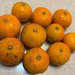 三ヶ日みかん2等品の画像