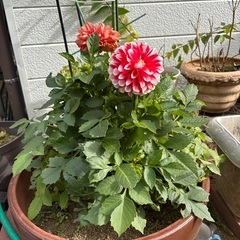 庭の鉢植え（花）の画像