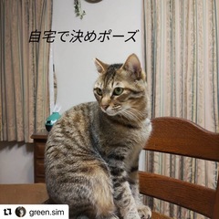 💚譲渡会が苦手な男の子💚家イケメンでとっても優しい性格☺️