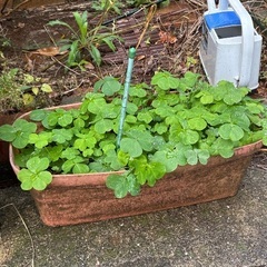 鉢植え（花）の画像