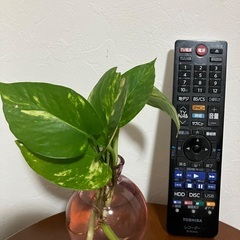 🌱ポトス⑤の画像