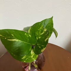 🌱ポトス⑤の画像