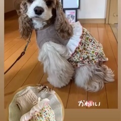 犬服の画像