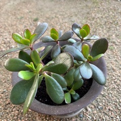 金のなる木の画像