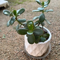 金のなる木の画像