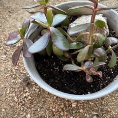 金のなる木の画像