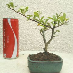 ミニ盆栽ピラカンサの画像