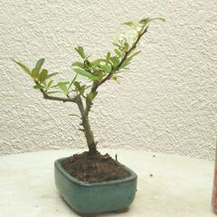 ミニ盆栽ピラカンサの画像