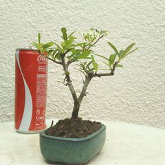 ミニ盆栽ピラカンサの画像