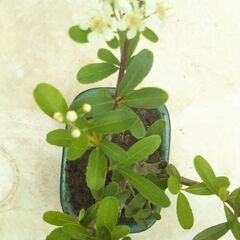 ミニ盆栽ピラカンサの画像