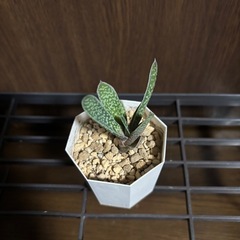 ガステラロエ　照姫の画像