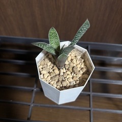 ガステラロエ　照姫の画像