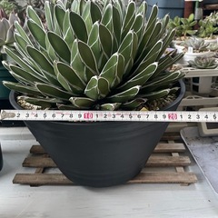 アガベ　ダルマ笹の雪の画像