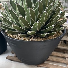 アガベ　ダルマ笹の雪の画像